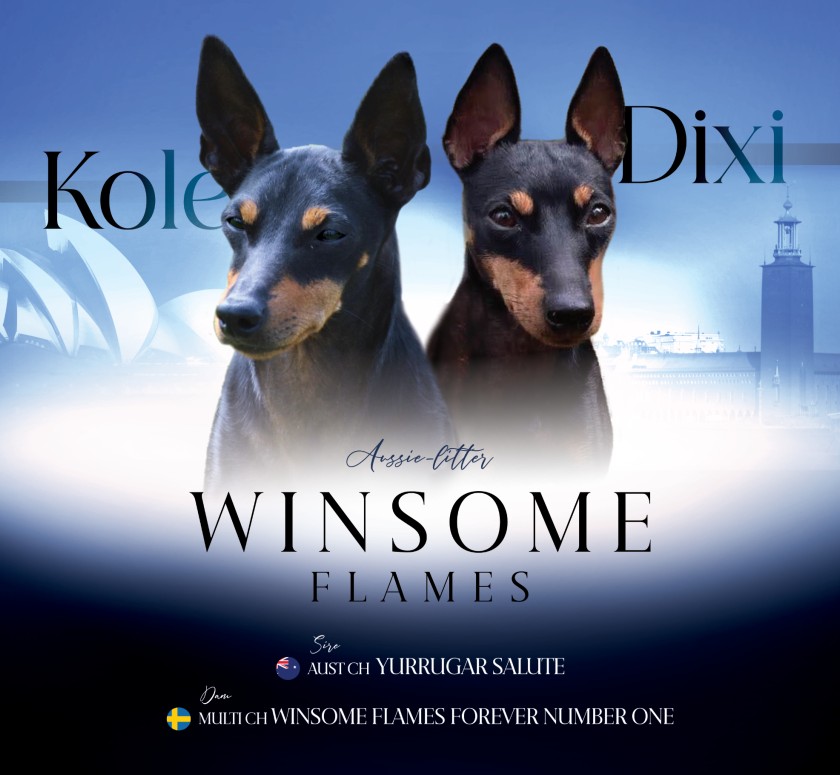 Valpar efter Dixi och Kole, bild 1