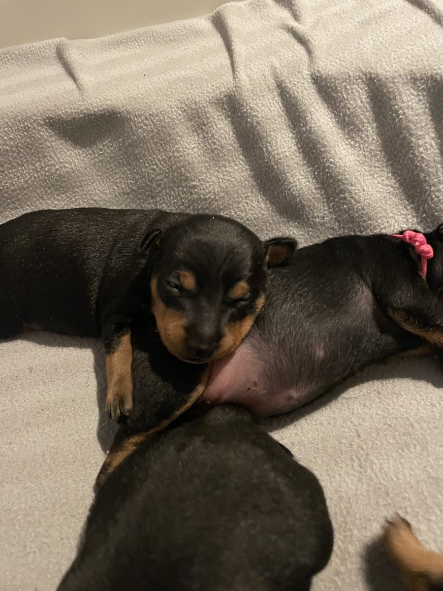 Valpar efter Dixi och Kole, bild 4
