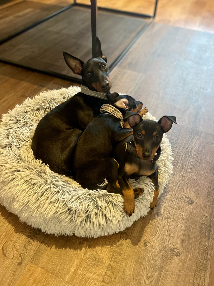 Valpar efter Dixi och Rico, bild 2