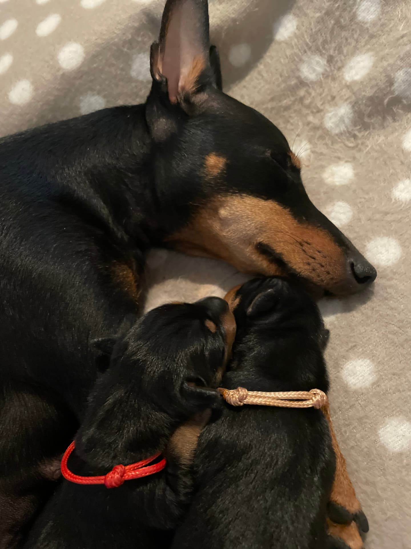 Valpar efter Nikita och Lusi, bild 2