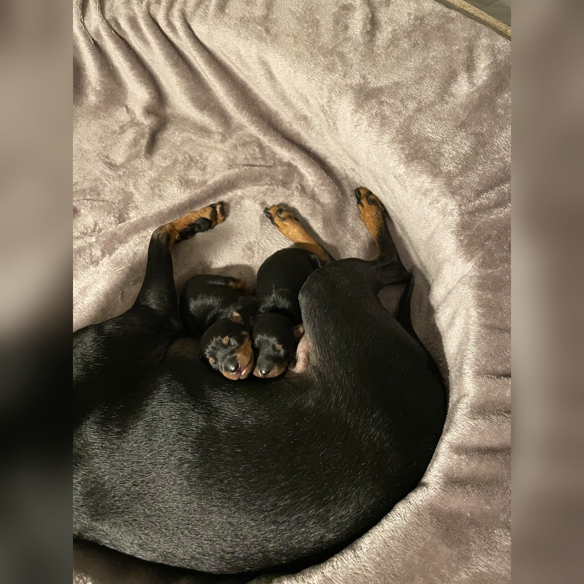 Valpar efter Sansa och Frode, bild 2