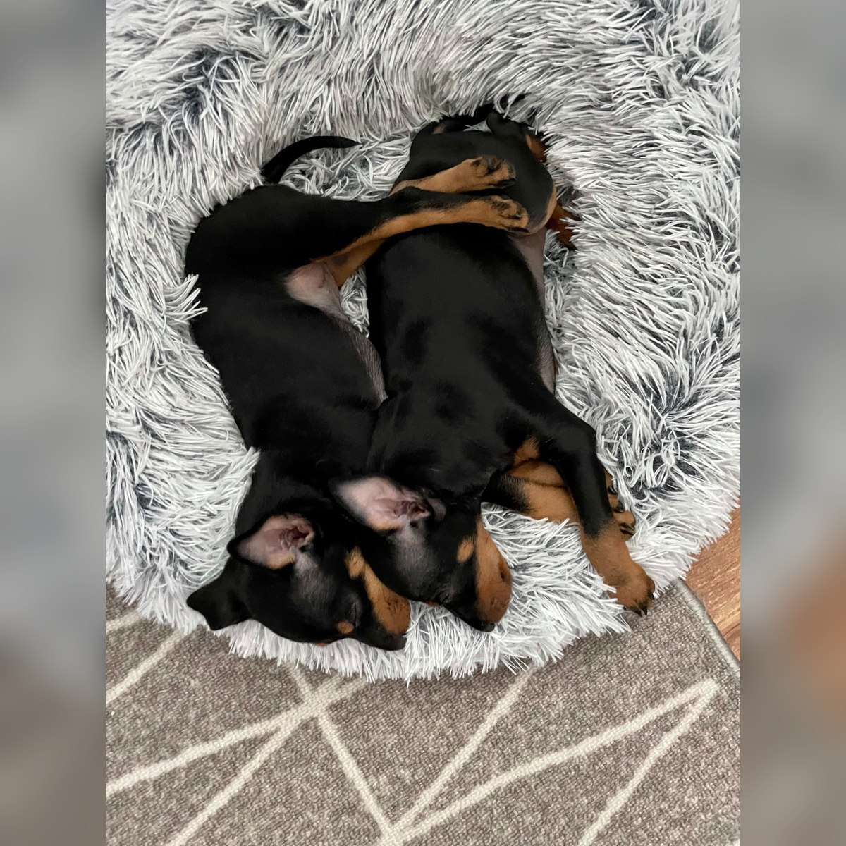 Valpar efter Sansa och Frode, bild 5