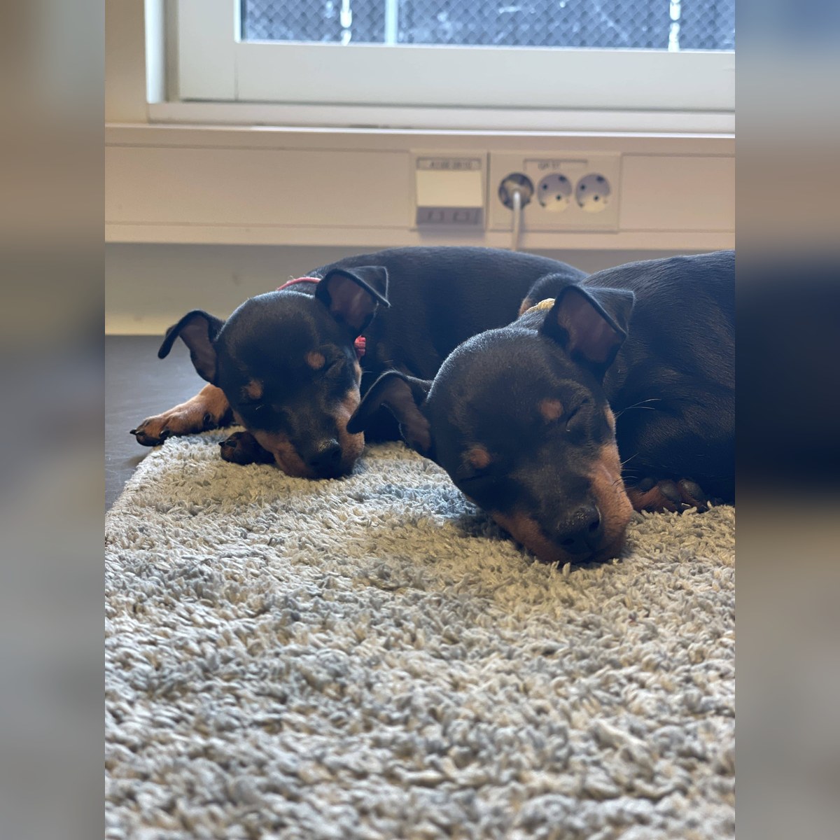 Valpar efter Sansa och Gambit, bild 3