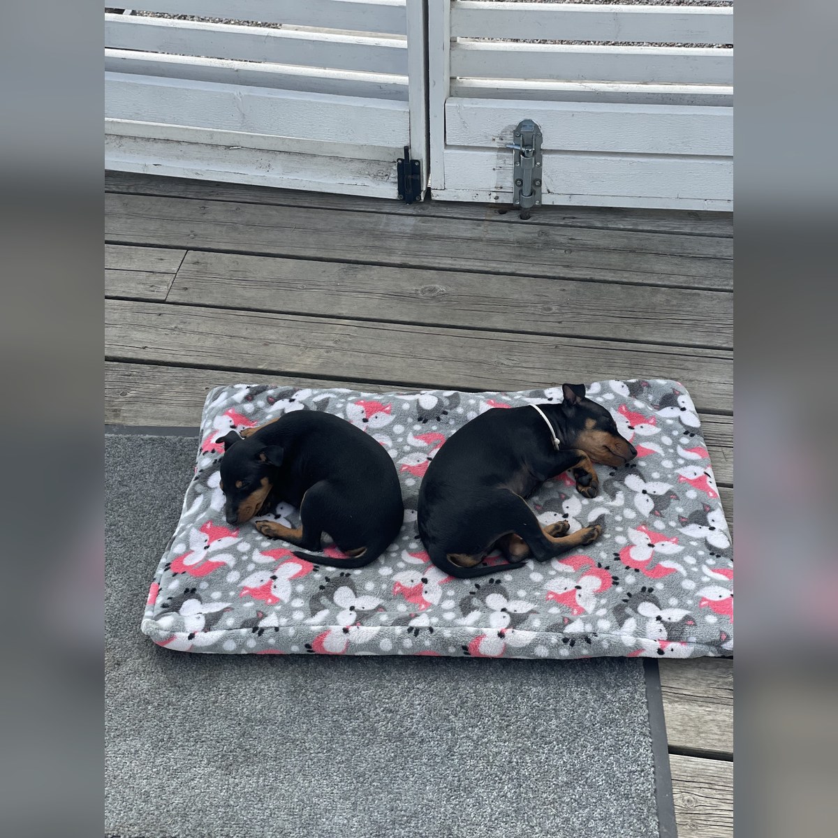 Valpar efter Sansa och Gambit, bild 4