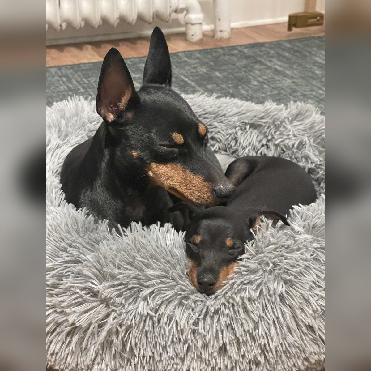 Valpar efter Sansa och Gambit, bild 8