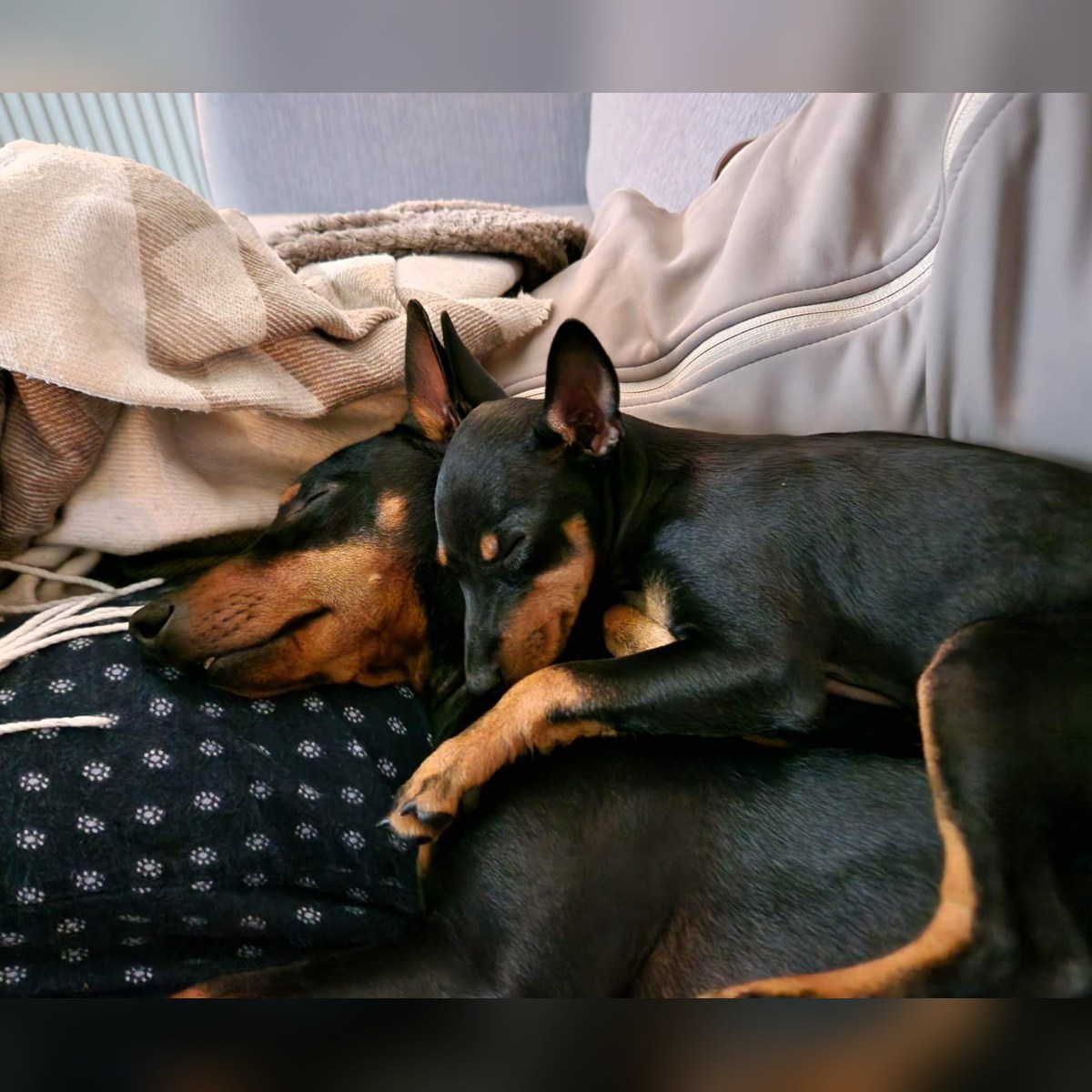 Valpar efter Sansa och Gambit, bild 9