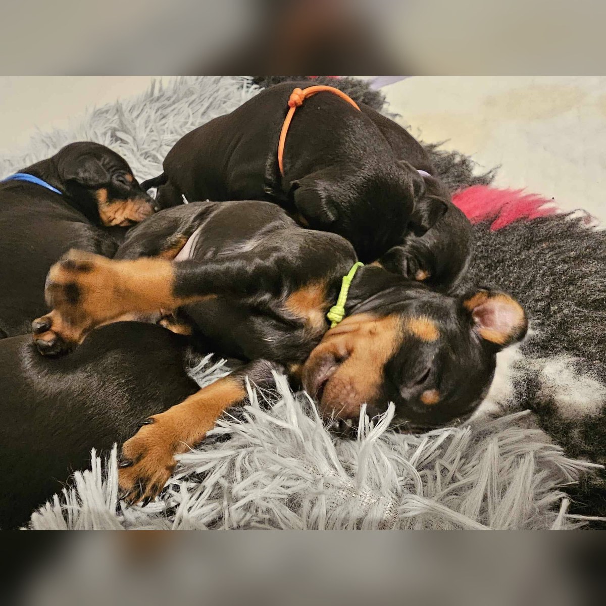 Valpar efter Sansa och Jäger, bild 2