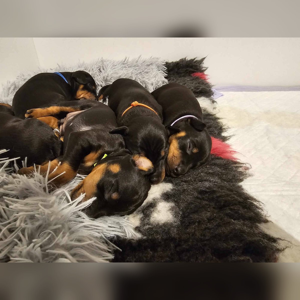 Valpar efter Sansa och Jäger, bild 3