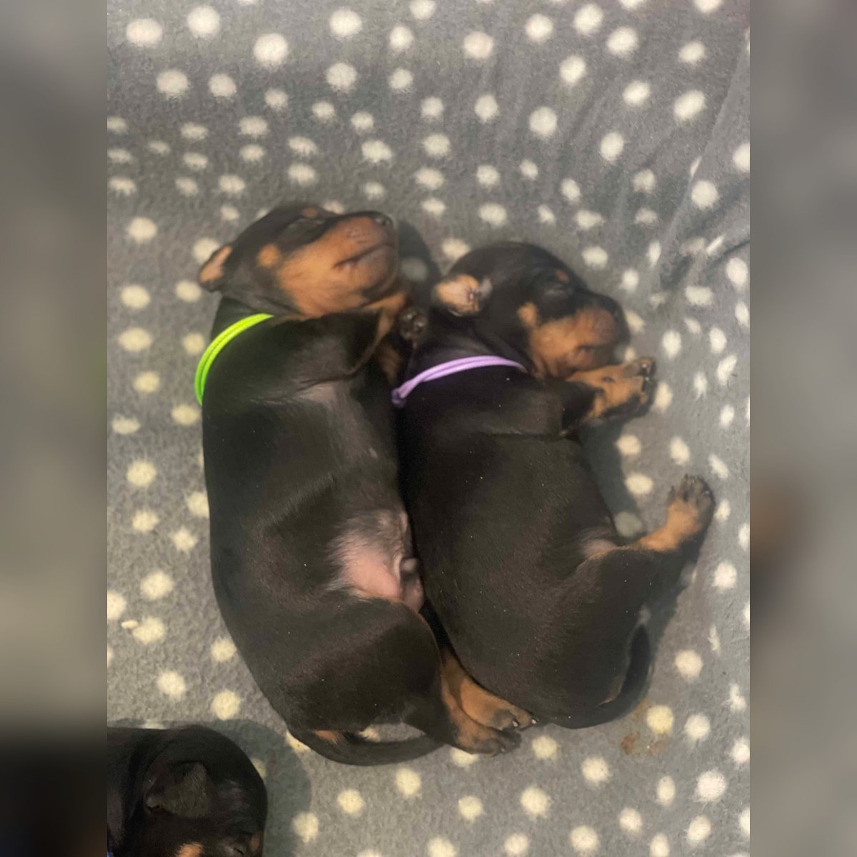 Valpar efter Sansa och Jäger, bild 5